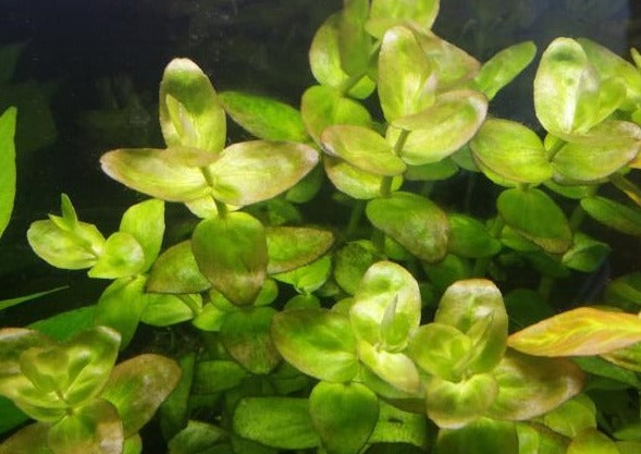 Bacopa Caroliniana, Live Aquarium Plants