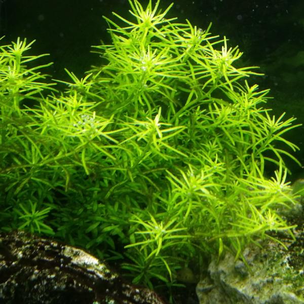 Rotala Nanjeshan, Live Aquarium Plants