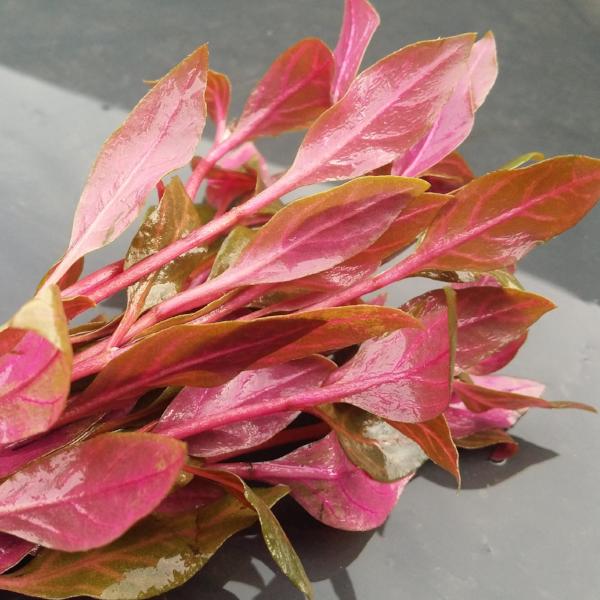 Alternanthera Reineckii Variegated, Rosanervig, Freshwater Live Aquarium Plants
