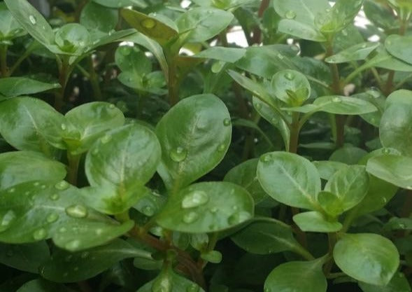 Ludwigia Ovalis,  Live Aquarium Plants