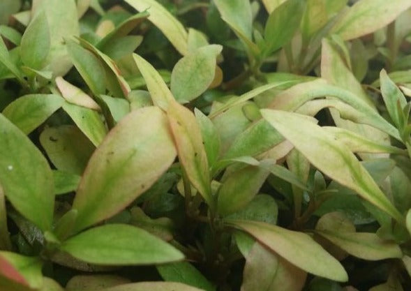 Alternanthera Reineckii Ocipus (Rare) Freshwater Live Aquarium Plants + EXTRA