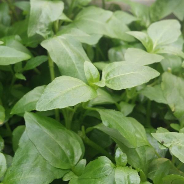 Acmella Repens, Live Aquarium Plants