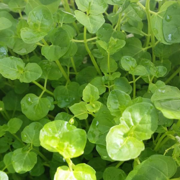 Clinopodium cf Brownei, Live Aquarium Plants
