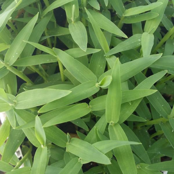 Hygroryza Aristata Rare, floating, Live Aquarium Plants