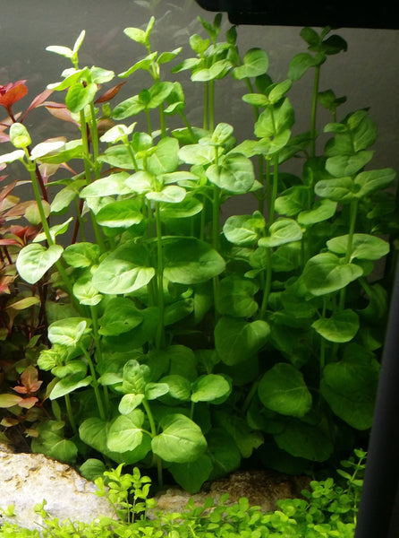 4 Kinds (Hedyotis Salzmannii, Ludwigia Ovalis, Rotala Fujian, Clinopodium cf Brownei)  Freshwater Live Aquarium Plants + EXTRA