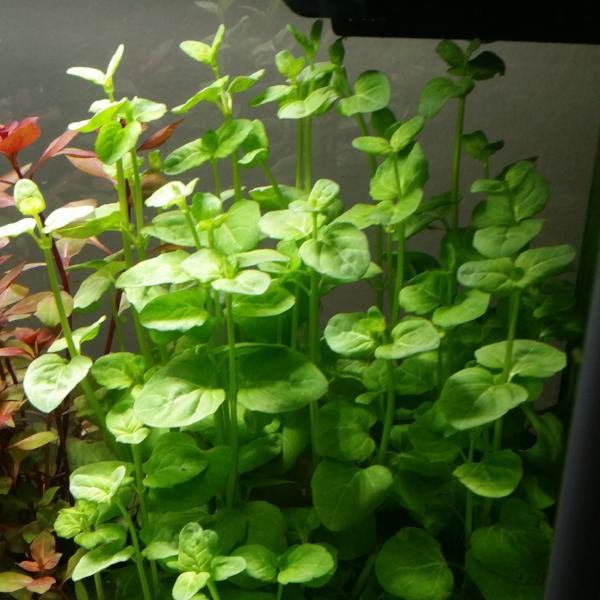 Clinopodium cf Brownei, Live Aquarium Plants