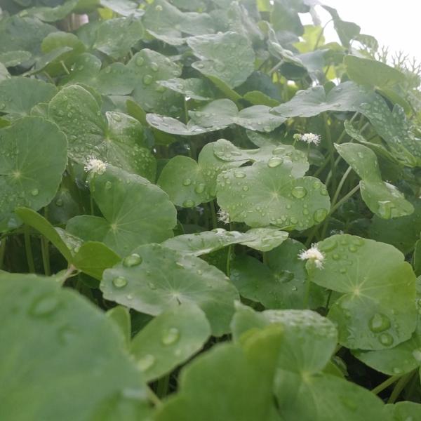 Hydrocotyle Leucocephala, Brazilian Giant Pennywort, Live Aquarium Plants