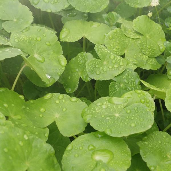 Hydrocotyle Leucocephala, Brazilian Giant Pennywort, Live Aquarium Plants