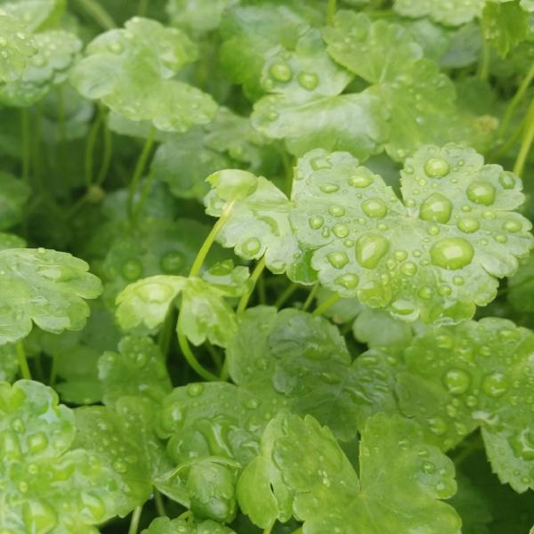 Hydrocotyle, Dwarf Pennywort, Live Aquarium Plants