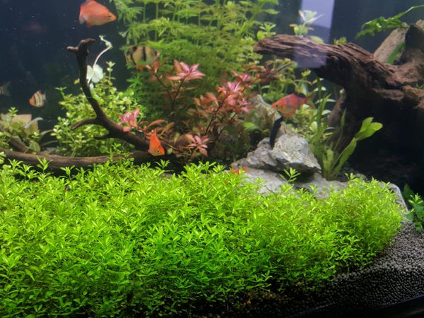 Hemianthus Micranthemoides, HM Pearl Grass,  Freshwater Live Aquarium Plants