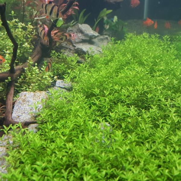 Hemianthus Micranthemoides, HM Pearl Grass,  Freshwater Live Aquarium Plants