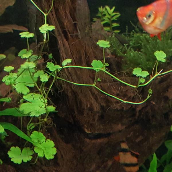 Hydrocotyle, Dwarf Pennywort, Live Aquarium Plants