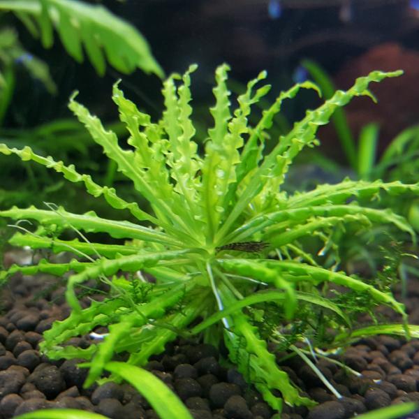 Pogostemon Helferi Downoi, Live Aquarium Plants
