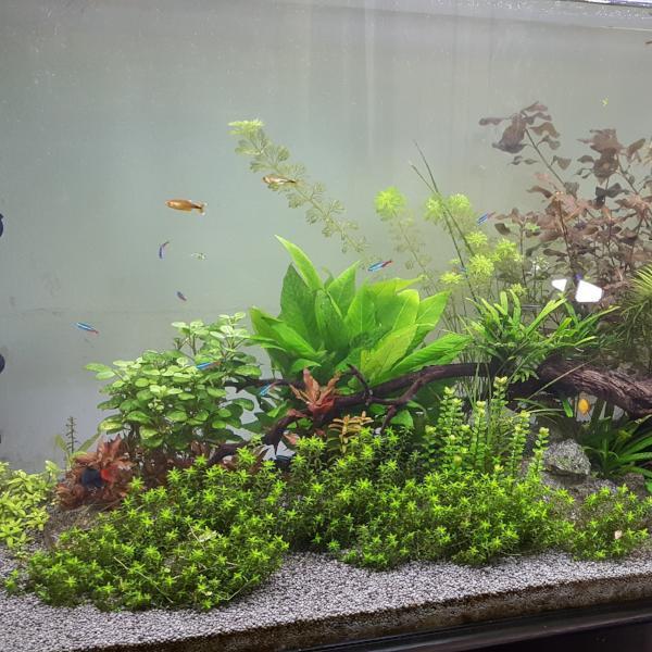 Hemianthus Micranthemoides, HM Pearl Grass,  Freshwater Live Aquarium Plants