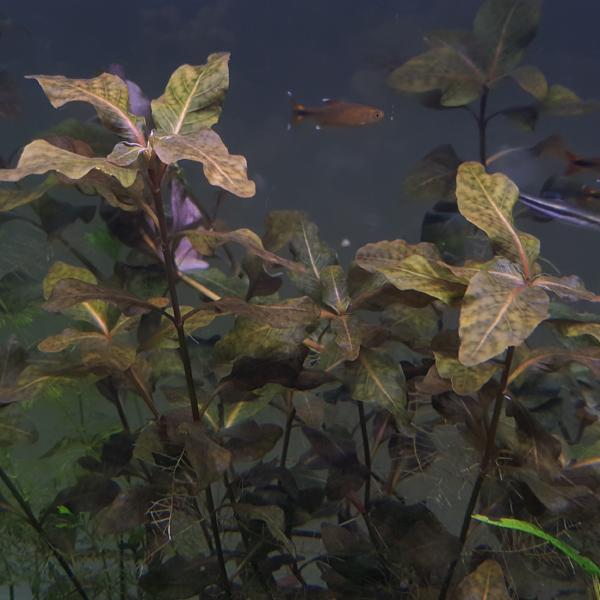 Hygrophila Brown "Thai", Live Aquarium Plants