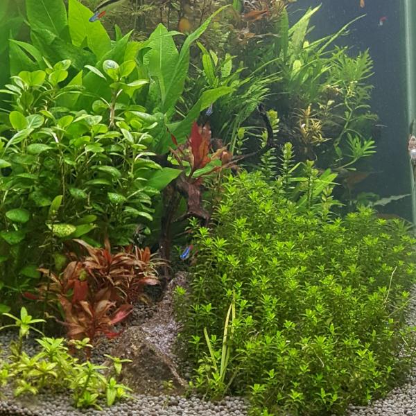 Hemianthus Micranthemoides, HM Pearl Grass,  Freshwater Live Aquarium Plants