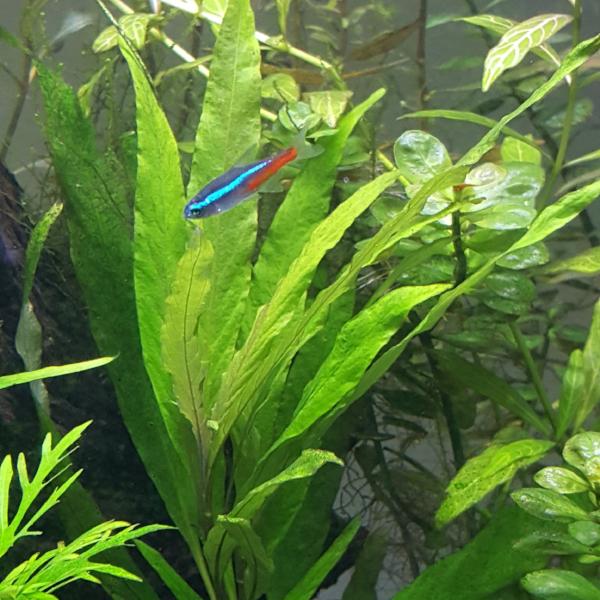 Hygrophila Corymbosa Siamensis, Live Aquarium Plants