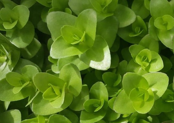 Bacopa Caroliniana, Live Aquarium Plants