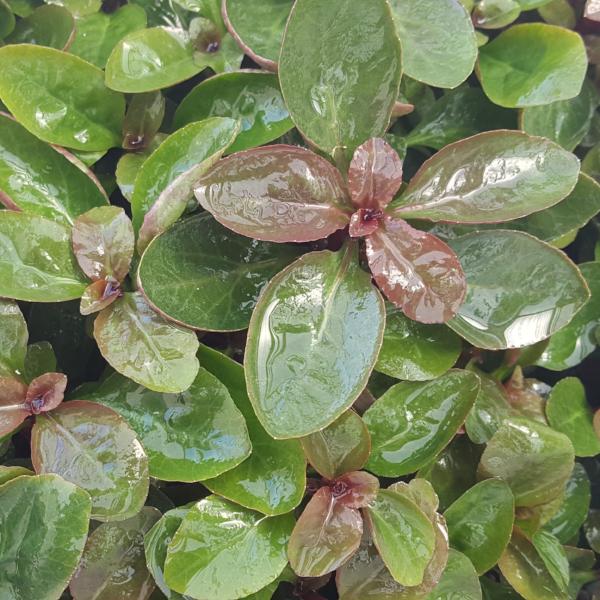 Lobelia Cardinalis, Small Form, live aquarium plants