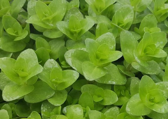 Bacopa Caroliniana, Live Aquarium Plants