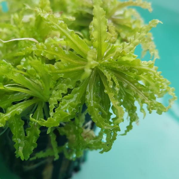 Pogostemon Helferi Downoi, Live Aquarium Plants