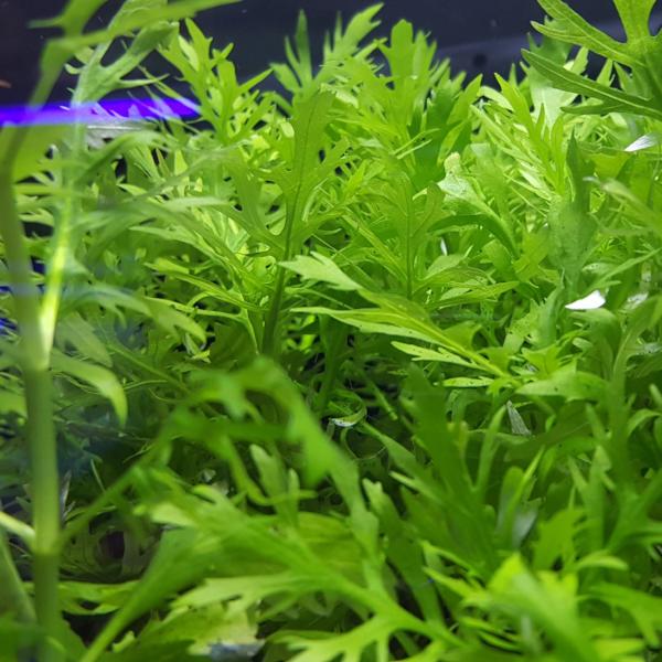 Hygrophila Difformis Westeria, Live Aquarium Plants
