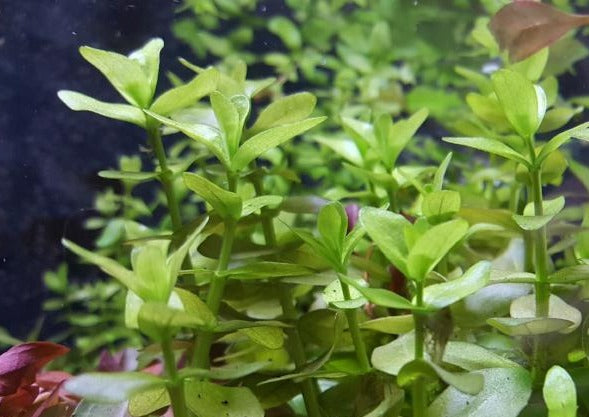 Bacopa Caroliniana, Live Aquarium Plants