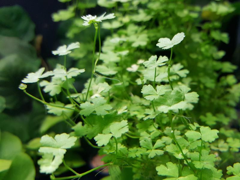 Hydrocotyle Tripartita Japan, Dwarf Pennywort, Live Aquarium Plants