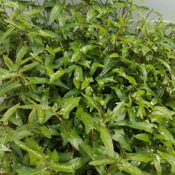 Persicaria sp, Porto Velho, Live Aquarium Plants