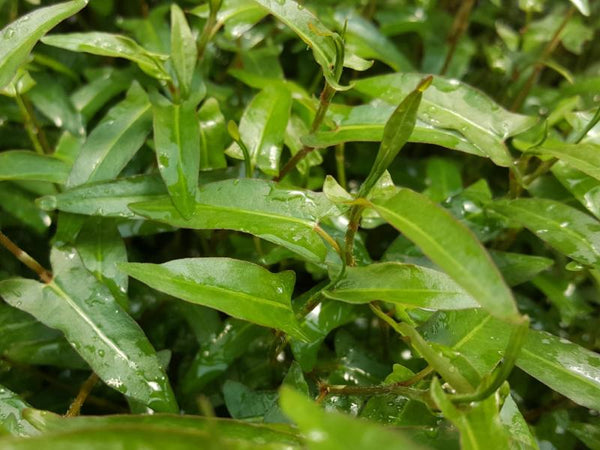 Persicaria sp, Porto Velho, Live Aquarium Plants