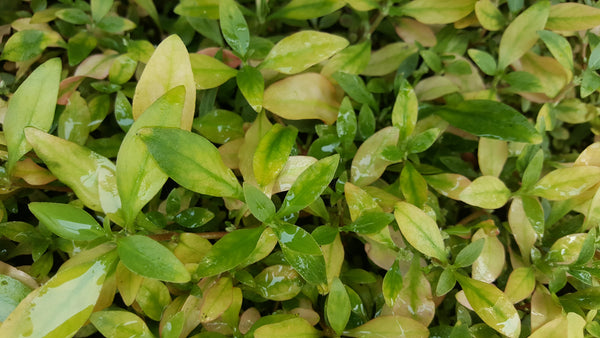 4 Kinds (Rotala Variety 2, Ludwigia Repens x Arcuata, A. Reineckii Ocipus, Bacopa Sp. Colorata)  Freshwater Live Aquarium Plants + EXTRA