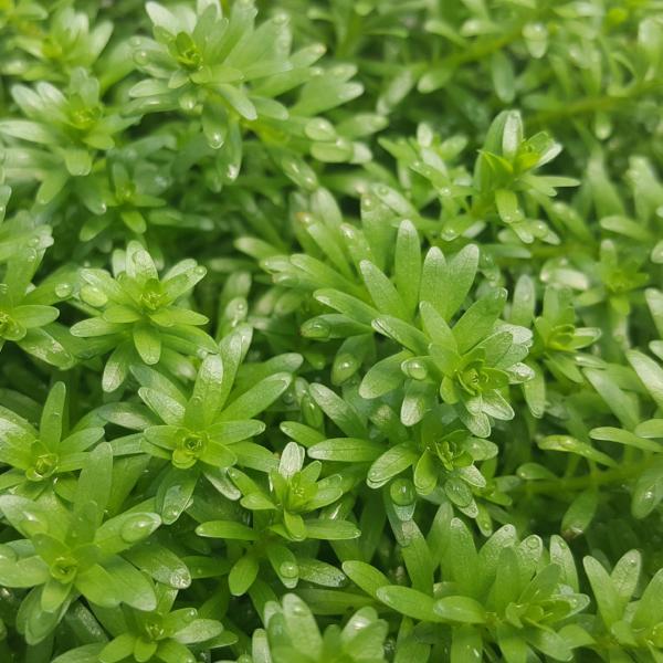Rotala Nanjeshan, Live Aquarium Plants