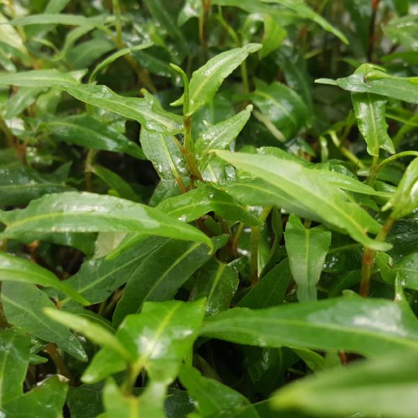Persicaria sp, Porto Velho, Live Aquarium Plants