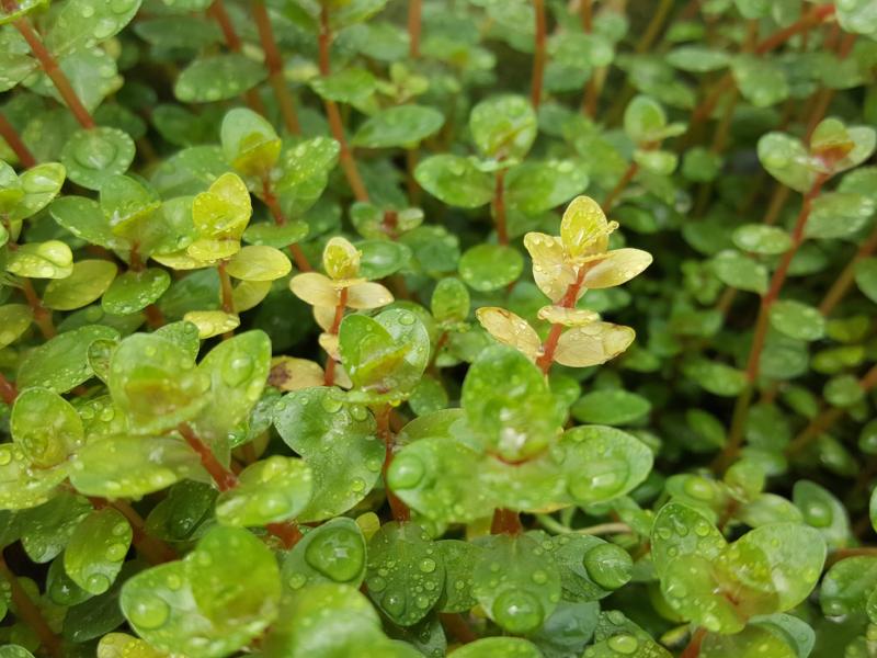 Rotala Colorata, Live Aquarium Plants