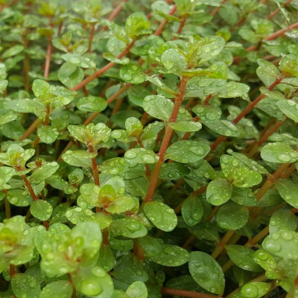 Rotala Colorata, Live Aquarium Plants