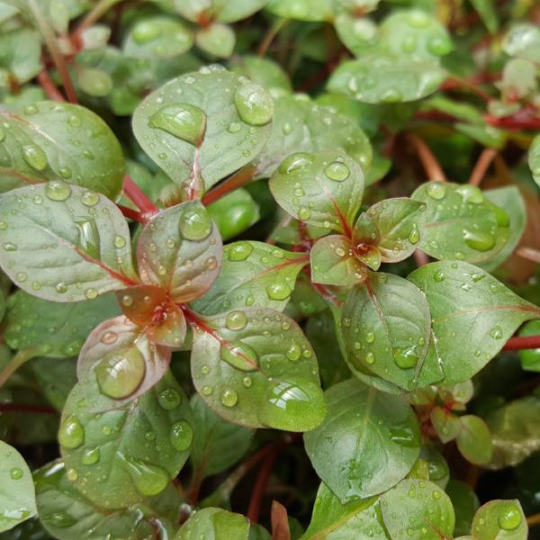 Ludwigia sp Red,  Live Aquarium Plants