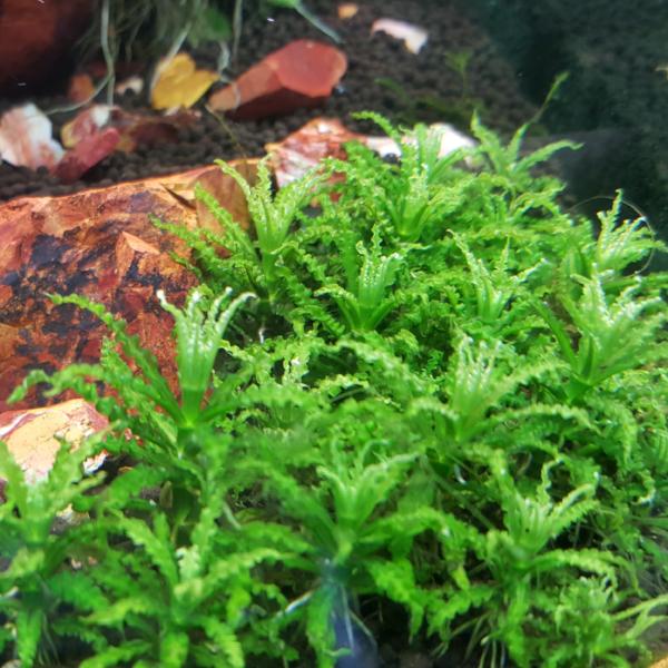 Pogostemon Helferi Downoi, Live Aquarium Plants