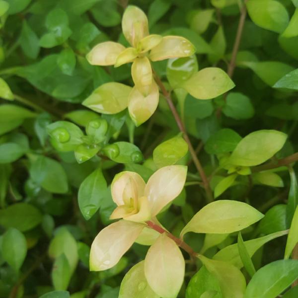 Ludwigia Repens Arcuata, Live Aquarium Plants