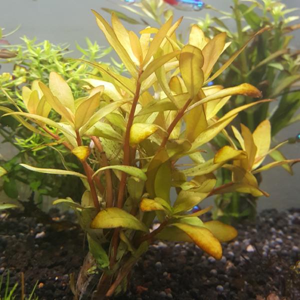 Nesaea Pedicellata, Golden, Live Aquarium Plants
