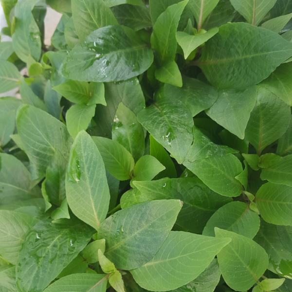 Hygrophila Corymbosa Compacta, Live Aquarium Plants