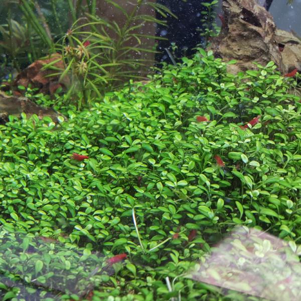 Glosso, Glossostigma Elatinoides, Freshwater Live Aquarium Plants + EXTRA