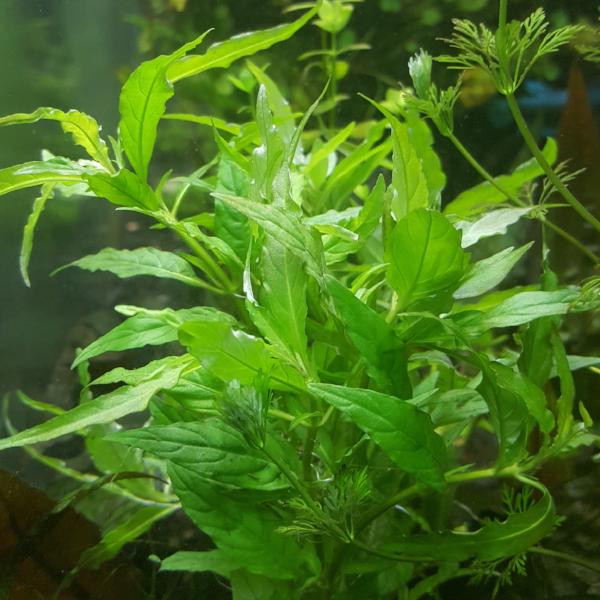 Staurogyne sp. Porto Velho, live aquarium plants