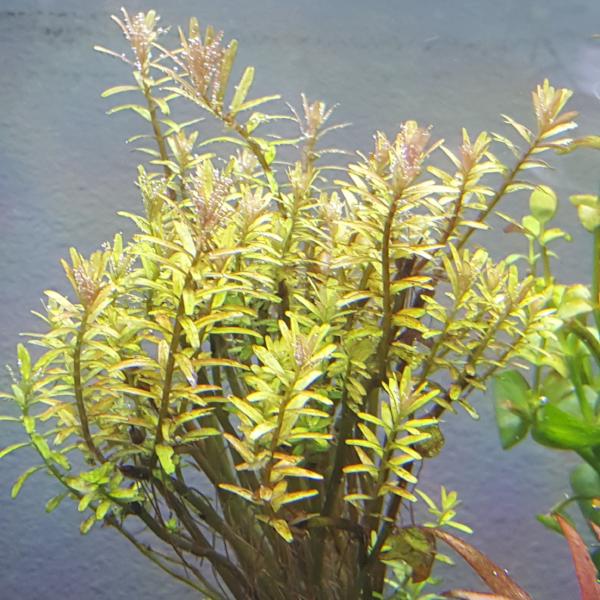Rotala Colorata, Live Aquarium Plants