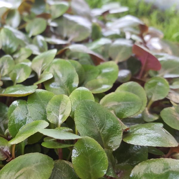 Lobelia Cardinalis, Small Form, live aquarium plants
