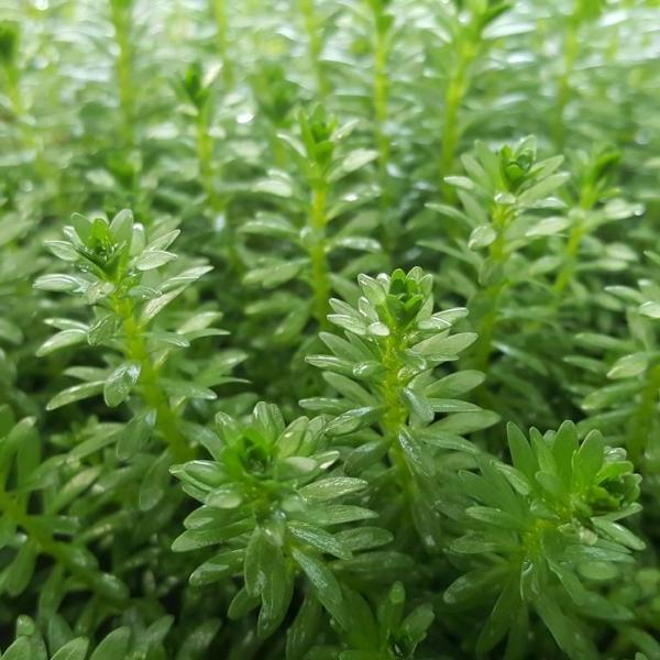 Rotala Nanjeshan, Live Aquarium Plants
