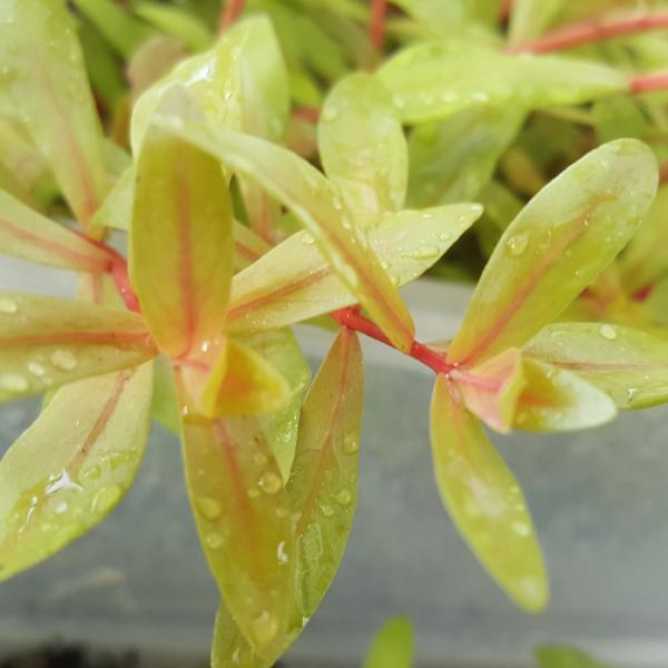 Nesaea Pedicellata, Golden, Live Aquarium Plants