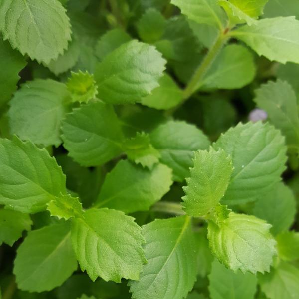 Hygrophila Difformis Westeria, Live Aquarium Plants