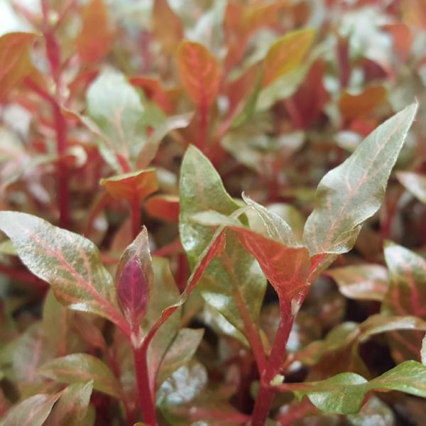 Alternanthera Reineckii Variegated, Rosanervig, Freshwater Live Aquarium Plants