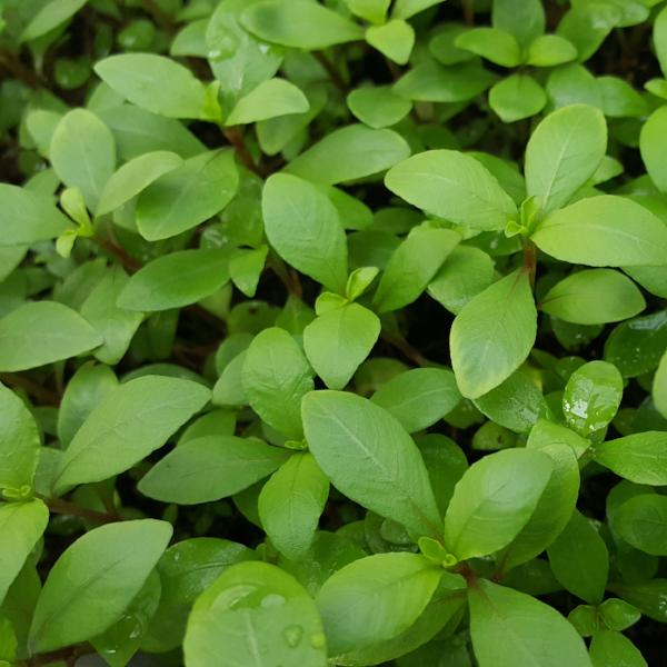 Hygrophila Brown "Thai", Live Aquarium Plants