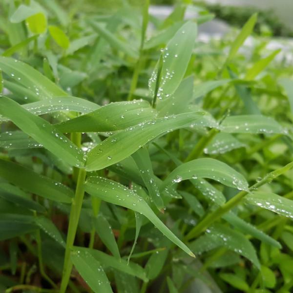 Hygroryza Aristata Rare, floating, Live Aquarium Plants